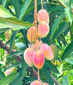 家里阳光不足怎么养花，选对植物种类，掌握养护技巧