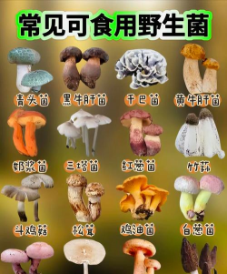 家里阳光不足怎么养花，选对植物种类，掌握养护技巧