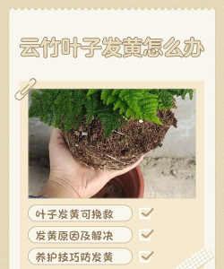 家里阳光不足怎么养花，选对植物种类，掌握养护技巧