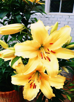 家里阳光不足怎么养花，选对植物种类，掌握养护技巧