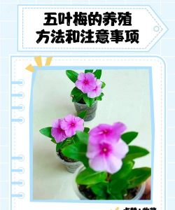 家里阳光不足怎么养花，选对植物种类，掌握养护技巧