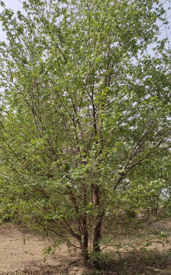 家里阳光不足怎么养花，选对植物种类，掌握养护技巧