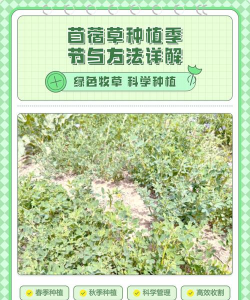 家里阳光不足怎么养花，选对植物种类，掌握养护技巧