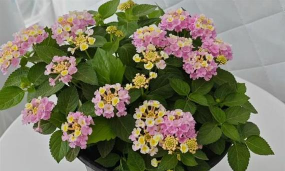 家里阳光不足怎么养花，选对植物种类，掌握养护技巧