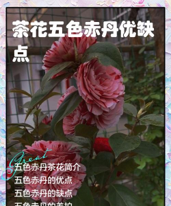 家里阳光不足怎么养花，选对植物种类，掌握养护技巧