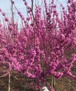 家里阳光不足怎么养花，选对植物种类，掌握养护技巧