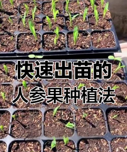 家里阳光不足怎么养花，选对植物种类，掌握养护技巧