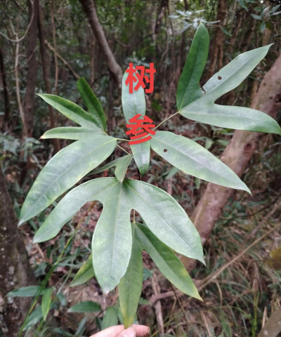 家里阳光不足怎么养花，选对植物种类，掌握养护技巧