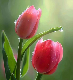 家里阳光不足怎么养花，选对植物种类，掌握养护技巧