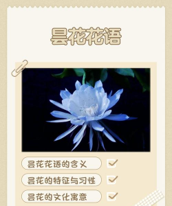 家里阳光不足怎么养花，选对植物种类，掌握养护技巧