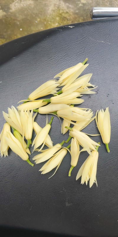 家里阳光不足怎么养花，选对植物种类，掌握养护技巧