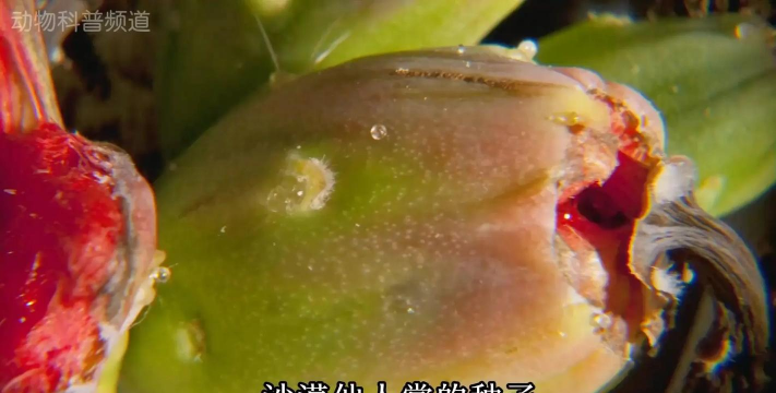 家里阳光不足怎么养花，选对植物种类，掌握养护技巧