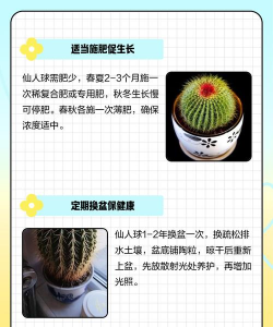 家里阳光不足怎么养花，选对植物种类，掌握养护技巧