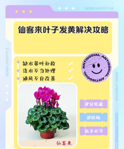 家里阳光不足怎么养花，选对植物种类，掌握养护技巧