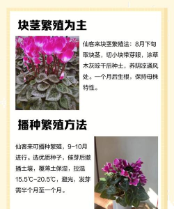 家里阳光不足怎么养花，选对植物种类，掌握养护技巧