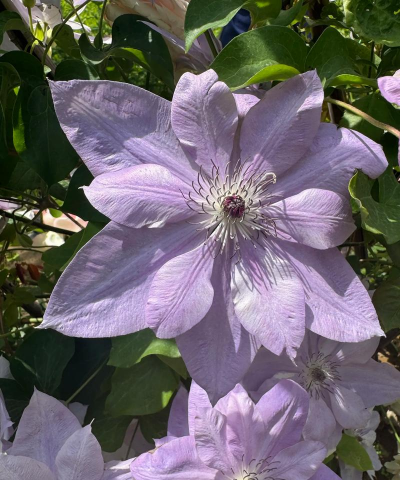 家里阳光不足怎么养花，选对植物种类，掌握养护技巧