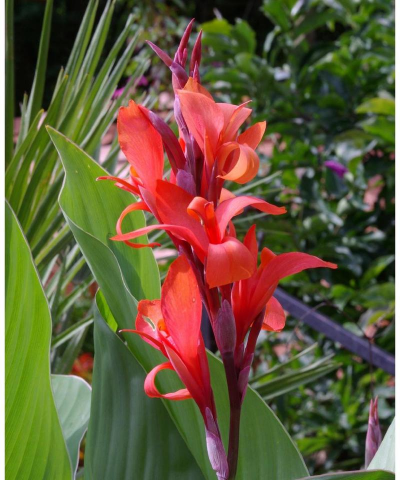 家里阳光不足怎么养花，选对植物种类，掌握养护技巧