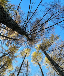 家里阳光不足怎么养花，选对植物种类，掌握养护技巧