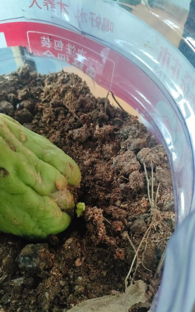 家里阳光不足怎么养花，选对植物种类，掌握养护技巧