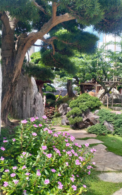 家里阳光不足怎么养花，选对植物种类，掌握养护技巧