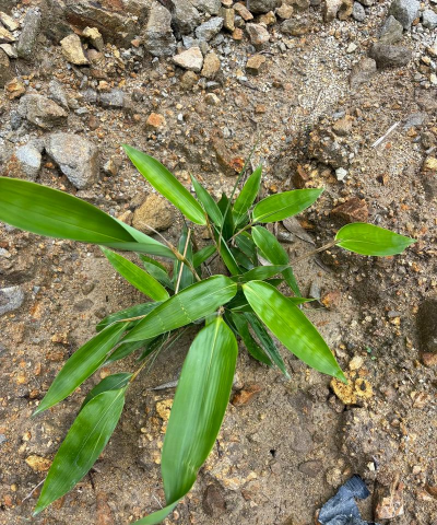 家里阳光不足怎么养花，选对植物种类，掌握养护技巧