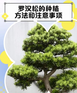 家里阳光不足怎么养花，选对植物种类，掌握养护技巧