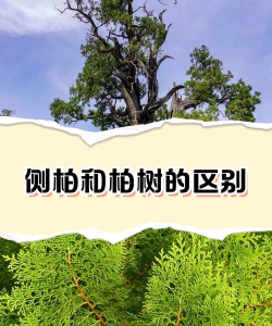家里阳光不足怎么养花，选对植物种类，掌握养护技巧