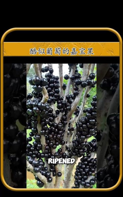 家里阳光不足怎么养花，选对植物种类，掌握养护技巧