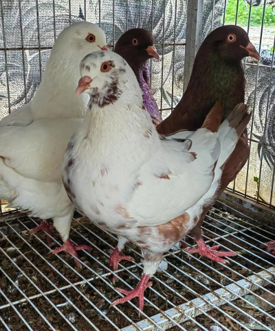 家里阳光不足怎么养花，选对植物种类，掌握养护技巧