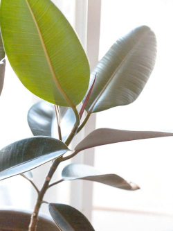 家里阳光不足怎么养花，选对植物种类，掌握养护技巧