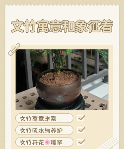 家里阳光不足怎么养花，选对植物种类，掌握养护技巧