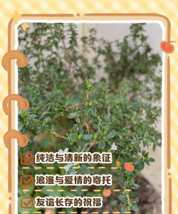 家里阳光不足怎么养花，选对植物种类，掌握养护技巧