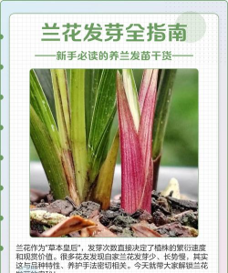 家里阳光不足怎么养花，选对植物种类，掌握养护技巧