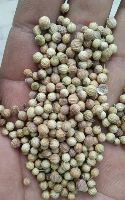 家里阳光不足怎么养花，选对植物种类，掌握养护技巧