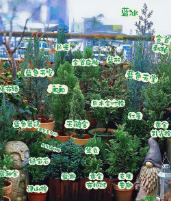 小众送妈妈的花有哪些花