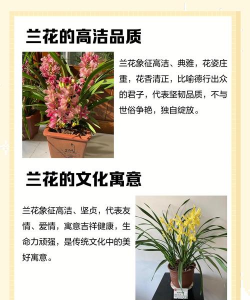 家里阳光不足怎么养花，选对植物种类，掌握养护技巧