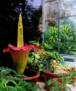 家里阳光不足怎么养花，选对植物种类，掌握养护技巧