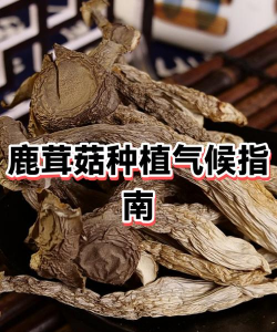 菌菇种植鹿茸菇怎么种植