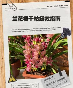 家里阳光不足怎么养花，选对植物种类，掌握养护技巧
