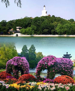 家里阳光不足怎么养花，选对植物种类，掌握养护技巧