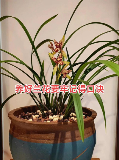 家里阳光不足怎么养花，选对植物种类，掌握养护技巧