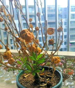 家里阳光不足怎么养花，选对植物种类，掌握养护技巧