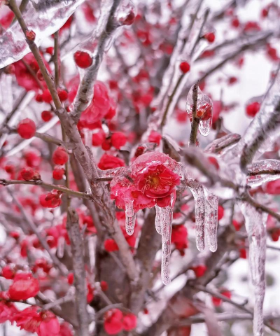 家里阳光不足怎么养花，选对植物种类，掌握养护技巧