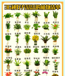 家里阳光不足怎么养花，选对植物种类，掌握养护技巧