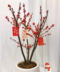 家里阳光不足怎么养花，选对植物种类，掌握养护技巧