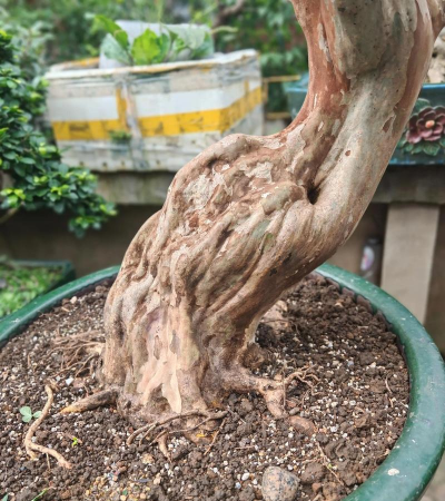 家里阳光不足怎么养花，选对植物种类，掌握养护技巧