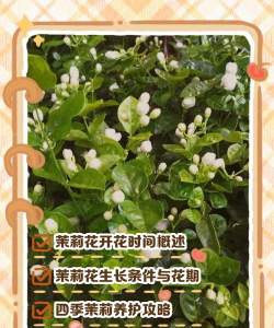 家里阳光不足怎么养花，选对植物种类，掌握养护技巧