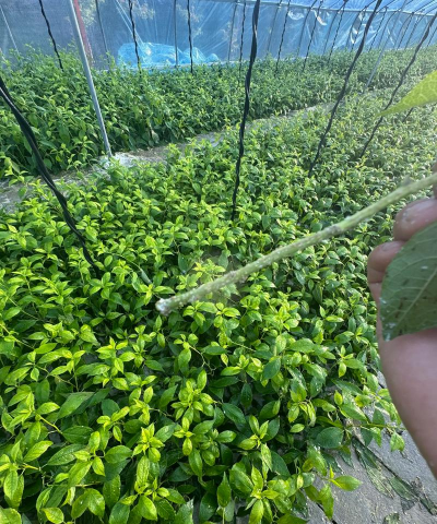 家里阳光不足怎么养花，选对植物种类，掌握养护技巧