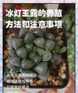 家里阳光不足怎么养花，选对植物种类，掌握养护技巧