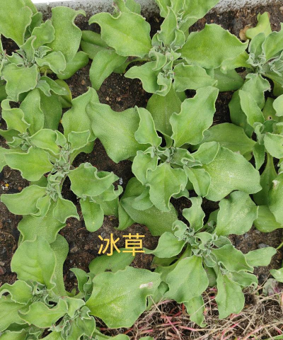 家里阳光不足怎么养花，选对植物种类，掌握养护技巧